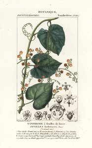 ハビロまたは解毒カクーン、Fevillea cordifolia 作： Stanghi Stanghi
