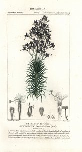 カラマツの葉または木のトリガープラント、Stylidium laricifolium 作： Stanghi Stanghi