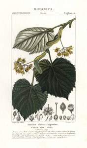 菩提樹またはリンデン ツリー、ティリア アルバ 作： Stanghi Stanghi