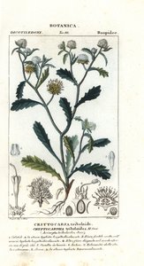 マダムゴルゴン、Acicarpha tribuloides 作： Stanghi Stanghi