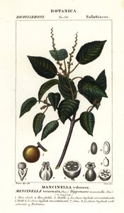 Manchineel またはビーチ アップル ツリー、Hippomane mancinella 作： Stanghi Stanghi