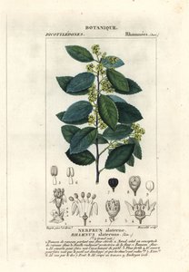 地中海クロウメモドキ、Rhamnus alaternus
