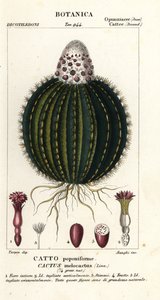 メロンサボテン、Melocactus caroli-linnaeus