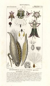 トウワタ、トウワタ、トウワタ 作： Stanghi Stanghi