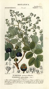 マトンウッド、Turpinia occidentalis 作： Stanghi Stanghi