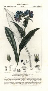 狭葉ツルゴケ、Pulmonaria angustifolia 作： Stanghi Stanghi