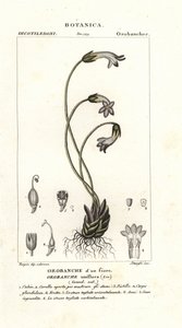 一輪ホウキ、Orobanche uniflora