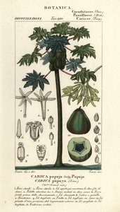 パパイヤ、パパイヤまたはパパイヤの木と果実、カリカパパイヤ 作： Stanghi Stanghi