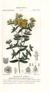 セイヨウオトギリソウ、セイヨウオトギリソウの穿孔 作： Stanghi Stanghi
