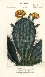 ウチワ、Nopalea cochenillifera