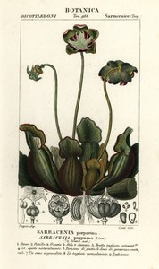 紫色の投手植物、サラセニア・プルプレア 作： Stanghi Stanghi