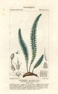 クイル コケまたは偽シダ コケ、Cyathophorum bulbosum 作： Stanghi Stanghi