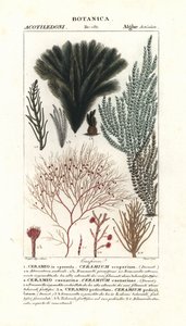 紅藻海藻種 作： Stanghi Stanghi