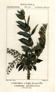 レドゥールの木、Coriaria myrtifolia 作： Stanghi Stanghi