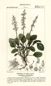 丸葉の冬緑、Pyrola rotundifolia 作： Stanghi Stanghi