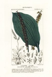 Sabadilla、Schoenocaulon officinale 作： Stanghi Stanghi