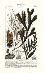 海藻類 作： Stanghi Stanghi