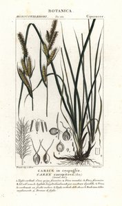 スゲ草、スゲ属 caespitosa