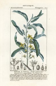 シルバーベリーまたはオレアスター、Elaeagnus angustifolia 作： Stanghi Stanghi