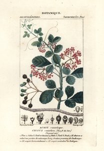 スプーンリーフ トレバイン、Cissus obovata 作： Stanghi Stanghi