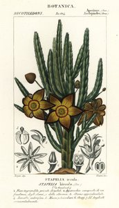 ヒトデの花や腐肉植物、スタペリア ヒルスタ 作： Stanghi Stanghi