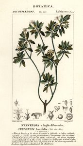 スティーヴンシア・ブキシフォリア 作： Stanghi Stanghi