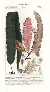 砂糖昆布等の海藻類 作： Stanghi Stanghi