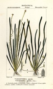 テープグラスまたはウナギグラス、バリスネリア・スパイラルリス 作： Stanghi Stanghi
