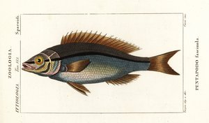 トゲダイ、Pentapodus fasciuola