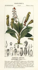 熱帯投手植物、Nepenthes distillatoria 作： Stanghi Stanghi