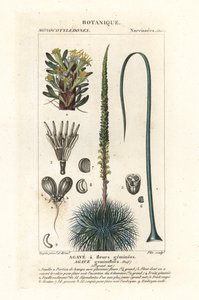 双子の花のリュウゼツラン、アガベ ジェミニフローラ 作： Stanghi Stanghi