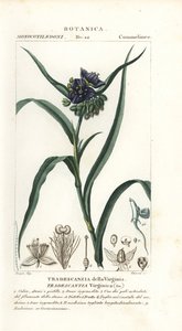 バージニア クモ、Tradescantia virginiana 作： Stanghi Stanghi