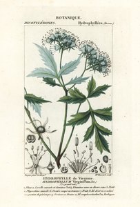 バージニア ウォーターリーフ、Hydrophyllum virginianum