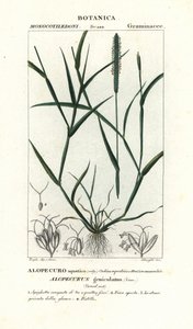 水アワ、Alopecurus geniculatus 作： Stanghi Stanghi