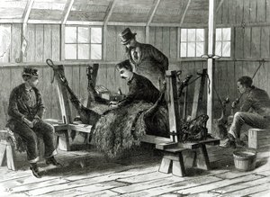 子牛からウイルスを奪う、1872年の「ハーパーズウィークリー」のイラスト 作： Stanley Fox
