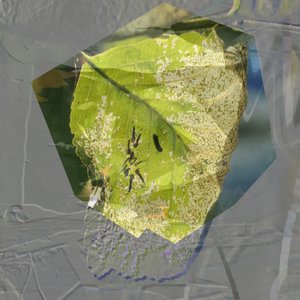 「緑の葉」の要約 作： Stefan Fransson