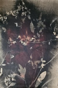  作： Stefano Mazzolini