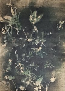 ヴィンテージ植物の影