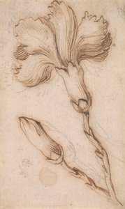 ピンクとバラの研究 作： Stefano della Bella