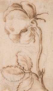 ピンクとバラの研究 作： Stefano della Bella