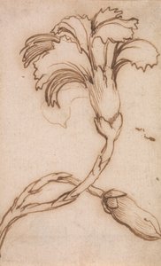ピンクとバラの研究 作： Stefano della Bella