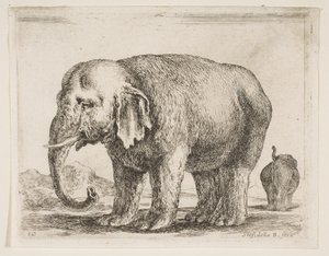 プレート10：さまざまな動物の象Diversi animali、ca. 1641年。 作： Stefano della Bella