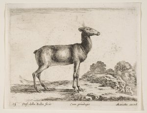 プレート15：doe、さまざまな動物からのさまざまな動物、ca。 1641年。