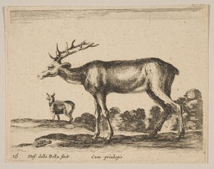 プレート16：さまざまな動物のクワガタDiversi animali、ca. 1641年。