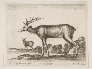 プレート16：さまざまな動物のクワガタDiversi animali、ca. 1641年。