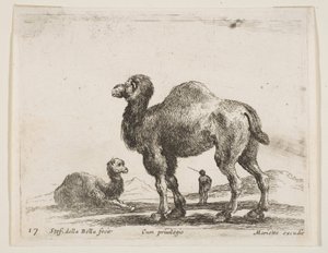 プレート17：さまざまな動物のラクダDiversi animali、ca. 1641年。 作： Stefano della Bella