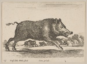 プレート19：さまざまな動物のイノシシDiversi animali、ca. 1641年。 作： Stefano della Bella