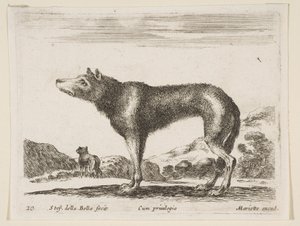 プレート20：オオカミ、さまざまな動物から異なる動物、ca。 1641年。 作： Stefano della Bella