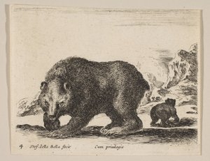 プレート4：熊（「様々な動物」より） Diversi animali, ca. 1641. 作： Stefano della Bella