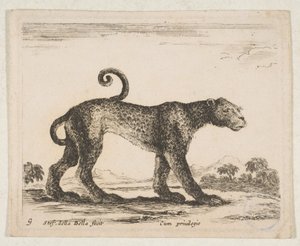 プレート 9: ヒョウ、「さまざまな動物」 Diversi animali、ca. 1641年。